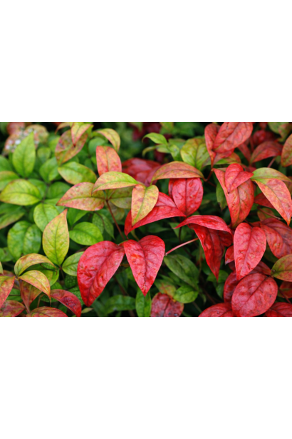 Весняне забарвлення листя Файр Пауер